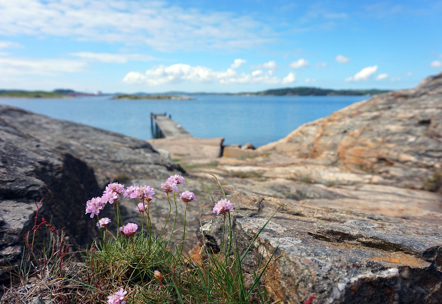 Bild på karga klippor, med en träbrygga som leder ut i havet längre in i bilden, i förgrunden syns lila blommor.