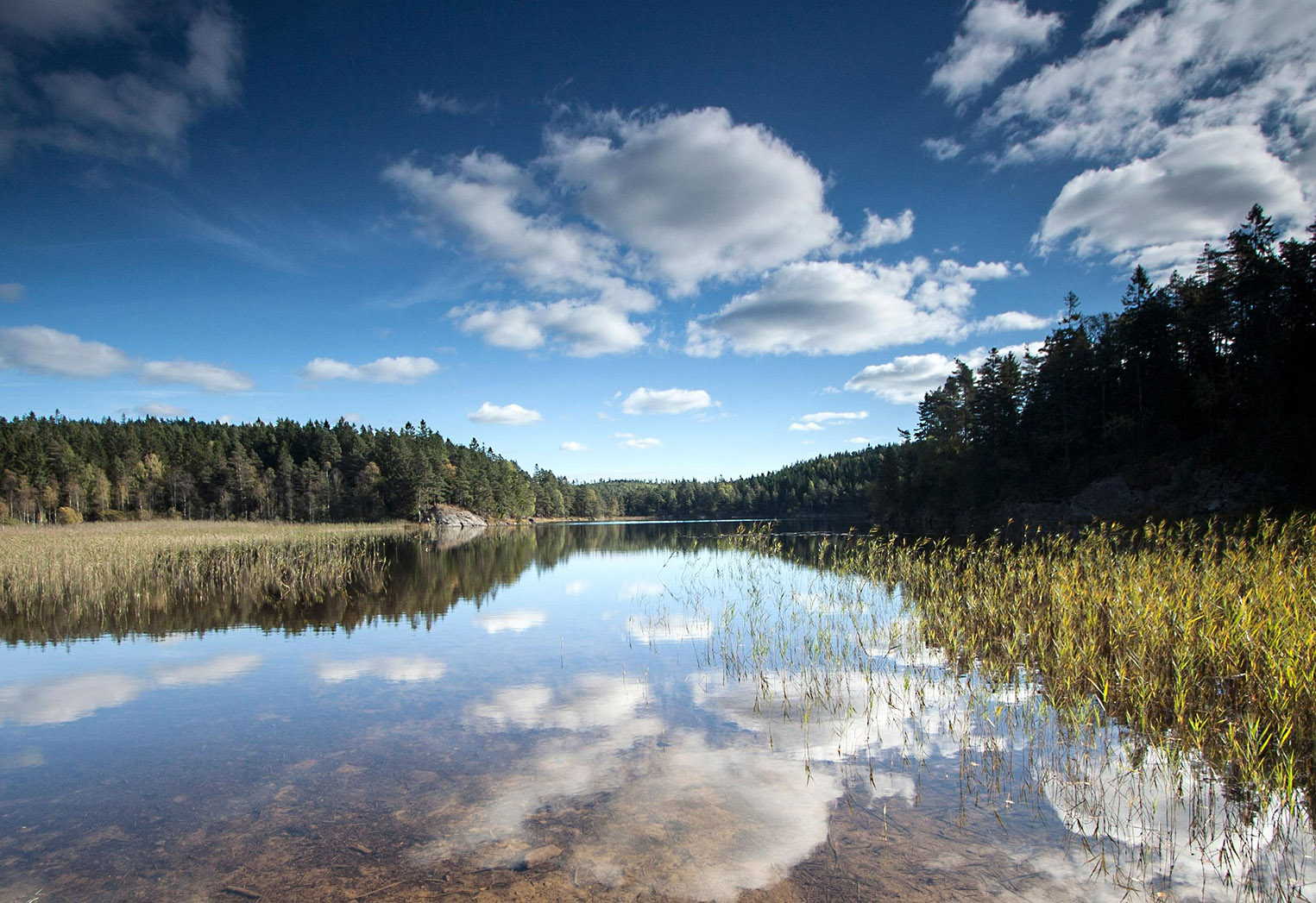Bild från en av Svartedalens sjöar, med molnen speglandes i vattenytan, och med vass och skog på sidorna.