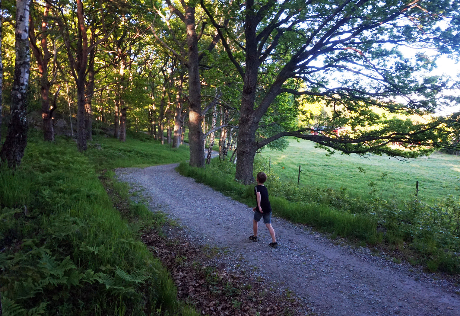 Bild på pojke som går längs med en skuggig grusväg, med rader av lövträd på båda sidor.