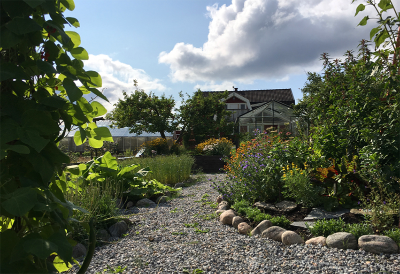 En sommarbild från Åbacka trädgård, med växter i förgrunden och ett hus skymtandes bakom.